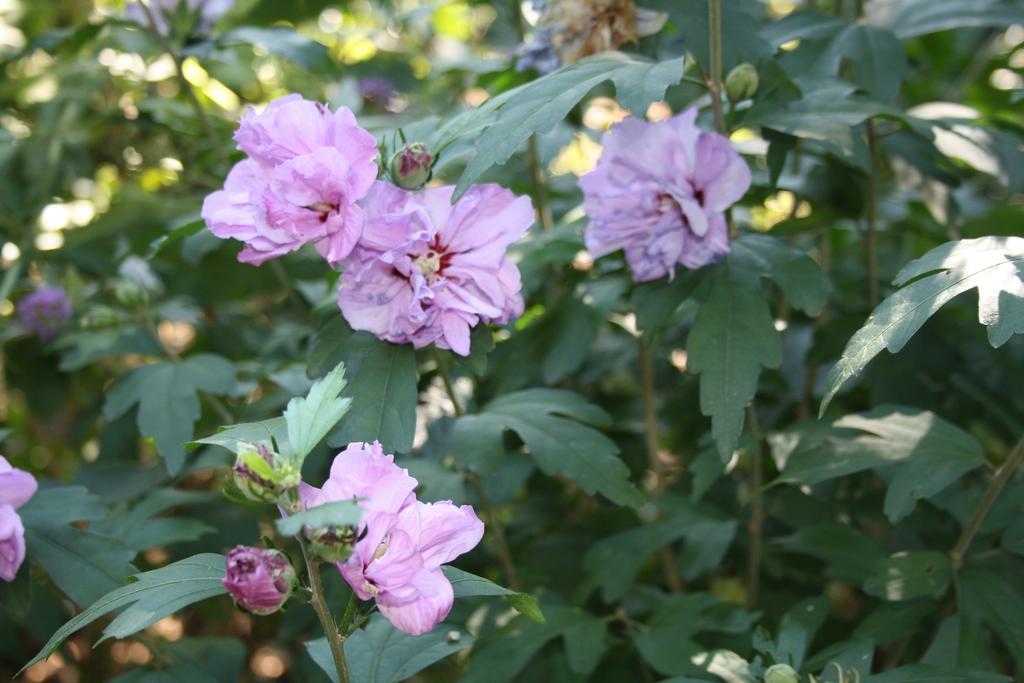 בורן Biedermeier מראה חיצוני תמונה